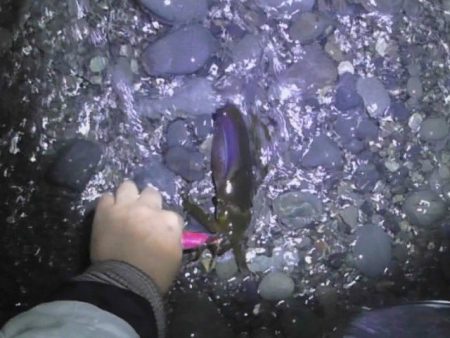 アオリイカ　釣れるけど小さいのばかり